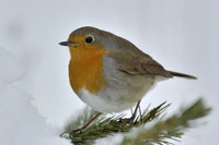 wintervogels2