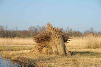 Nieuwkoopse-Plassen