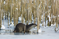 otters